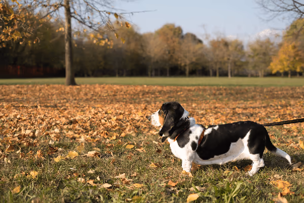 Dog Park at Frazier Park
